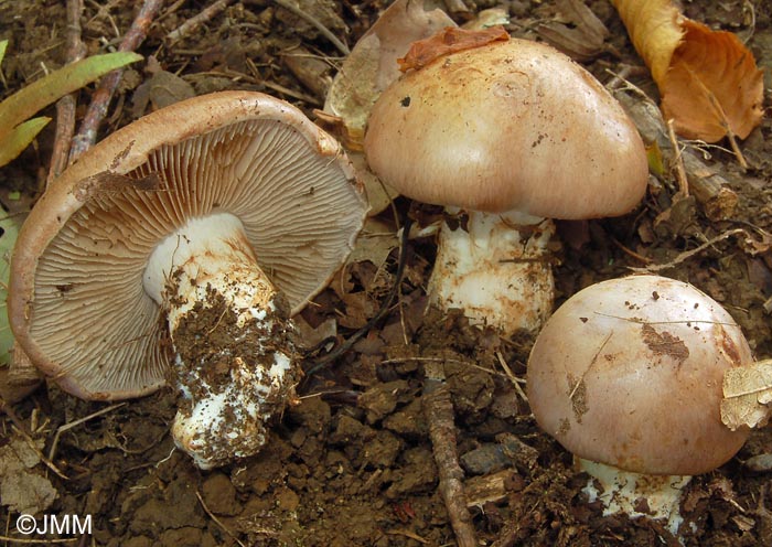 Cortinarius nebularis