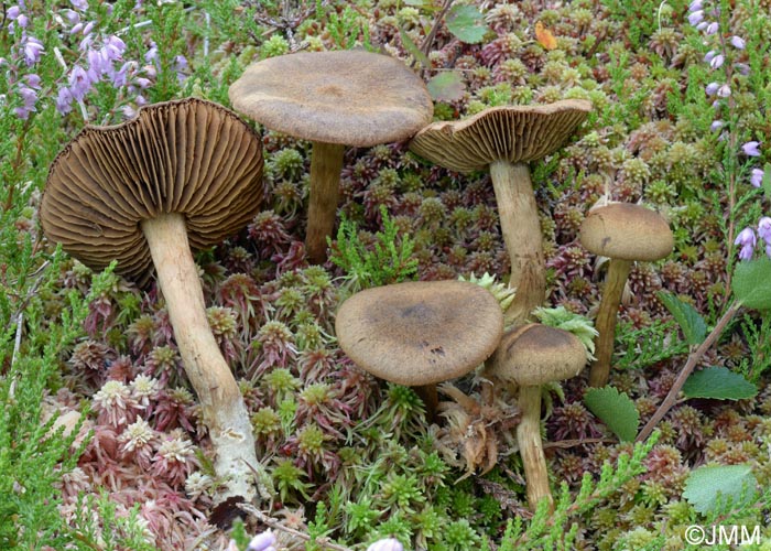 Cortinarius norvegicus