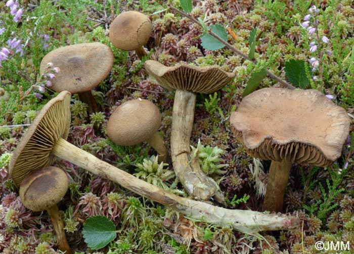 Cortinarius norvegicus