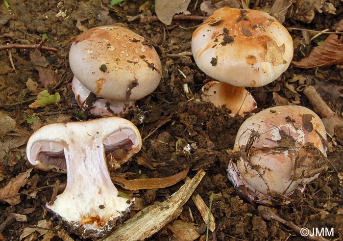 Cortinarius nymphaecolor