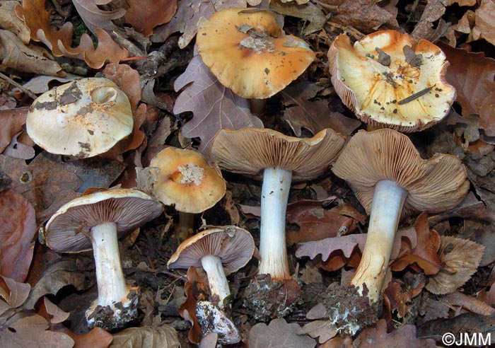 Cortinarius nymphaecolor