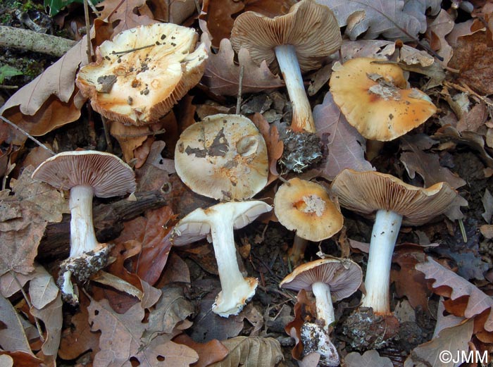 Cortinarius nymphaecolor