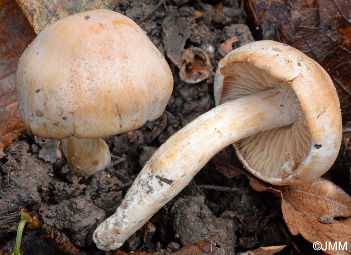 Cortinarius ochroleucus = Cortinarius barbatus