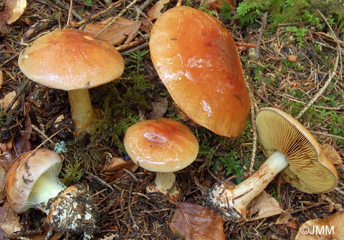 Cortinarius odorifer