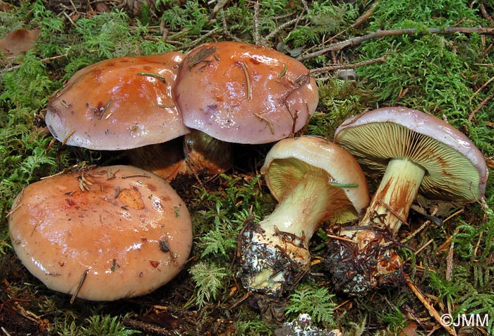 Cortinarius odorifer