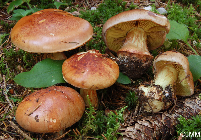 Cortinarius odorifer