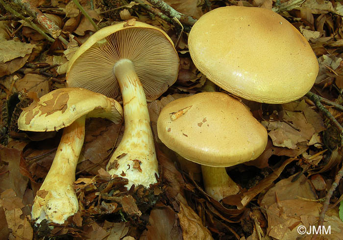 Cortinarius olidus = Cortinarius cephalixus = Cortinarius cliduchus