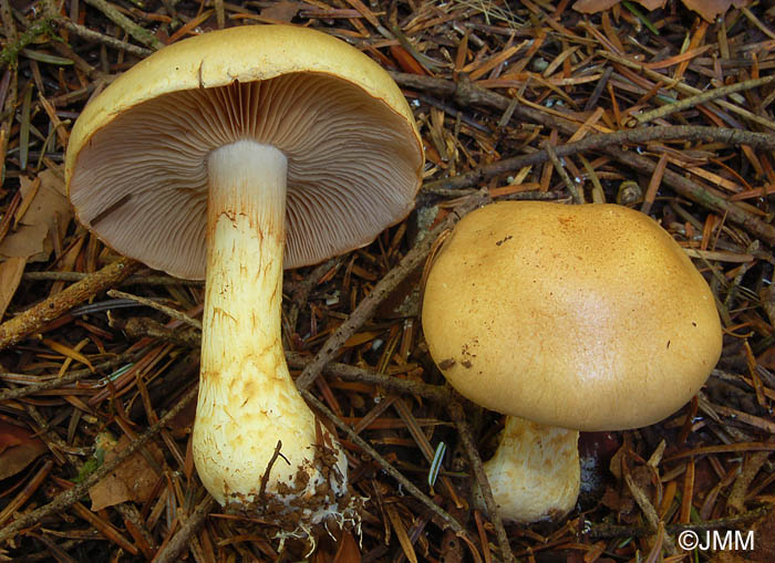 Cortinarius olidus = Cortinarius cephalixus = Cortinarius cliduchus