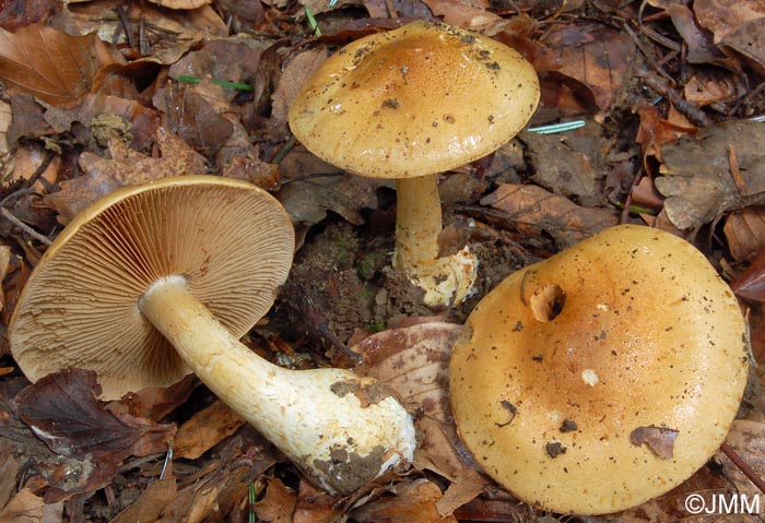 Cortinarius olidus = Cortinarius cephalixus = Cortinarius cliduchus