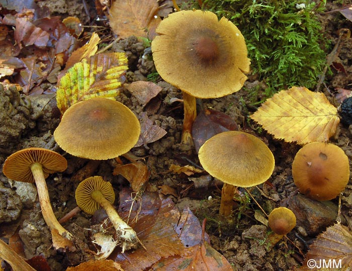 Cortinarius olivaceofuscus