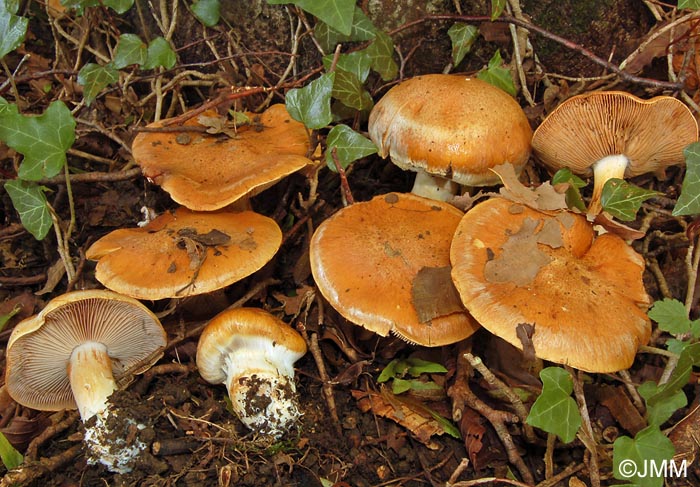 Cortinarius ophiopus = Cortinarius rufoalbus