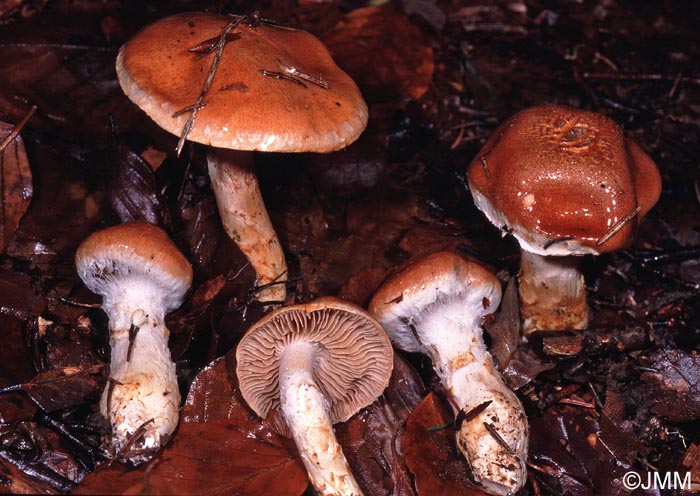 Cortinarius ophiopus = Cortinarius rufoalbus