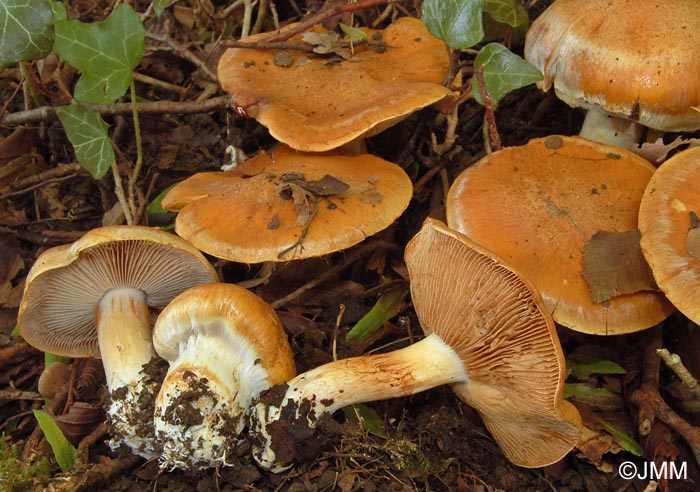 Cortinarius ophiopus = Cortinarius rufoalbus