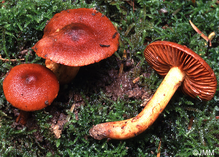 Cortinarius orellanoides