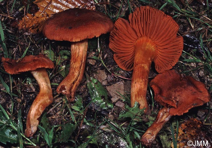 Cortinarius orellanus