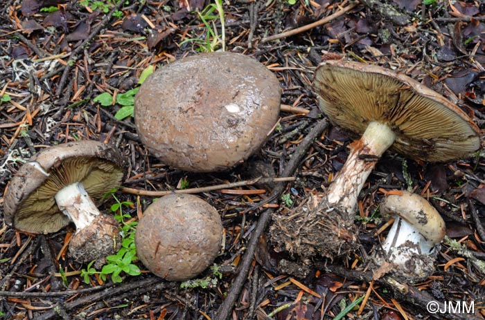 Cortinarius orichalceus