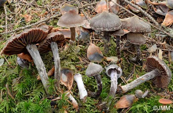 Cortinarius paleifer