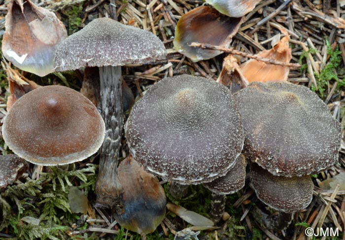 Cortinarius paleifer