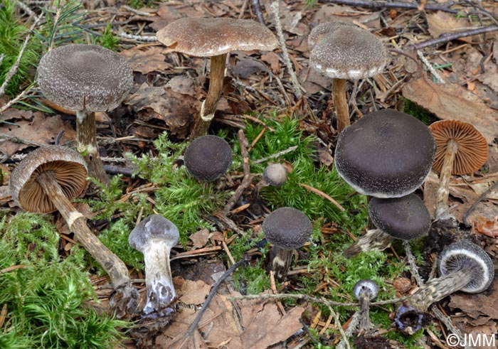 Cortinarius paleifer