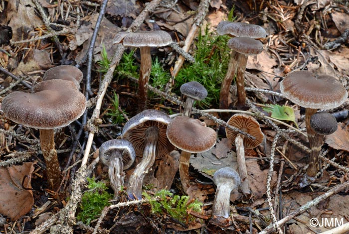 Cortinarius paleifer