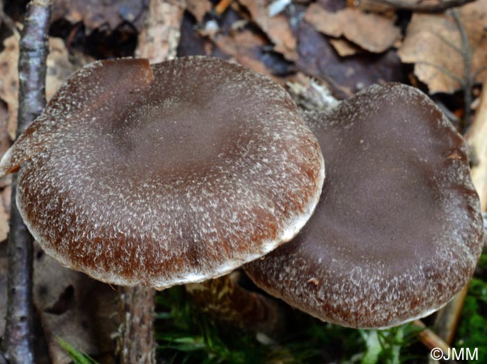 Cortinarius paleifer