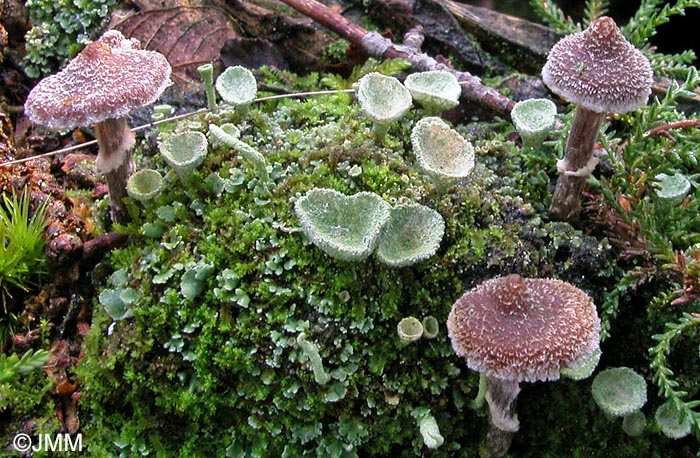 Cortinarius paleifer