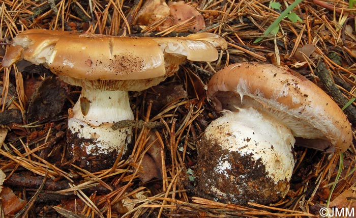 Cortinarius paxilloides