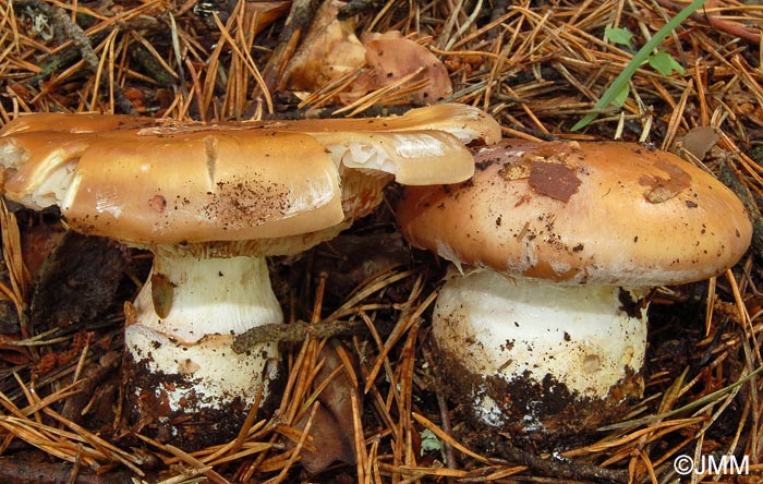 Cortinarius paxilloides