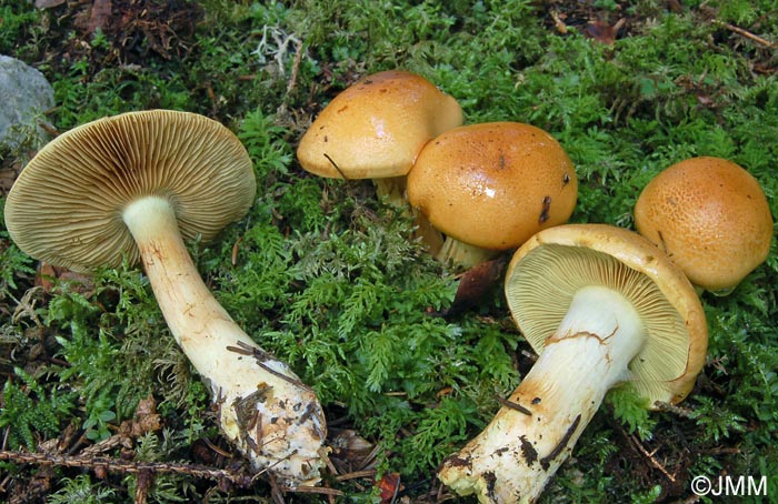 Cortinarius percomis