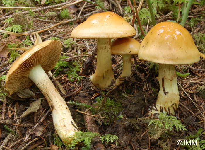 Cortinarius percomis