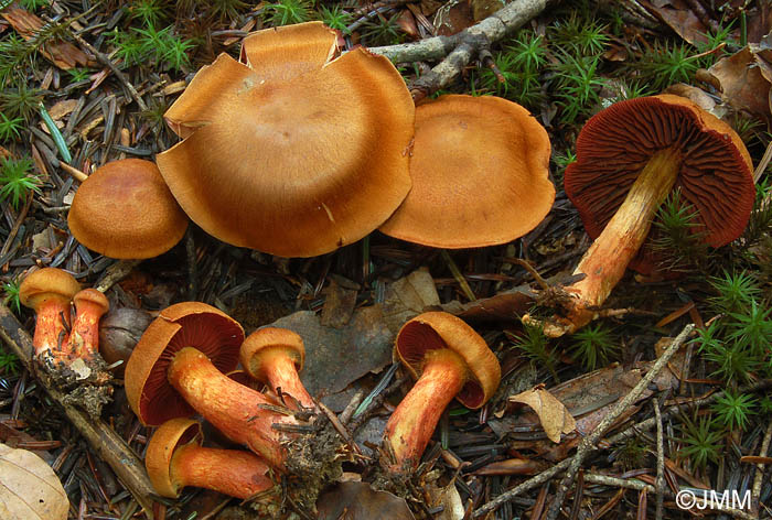 Cortinarius phoeniceus