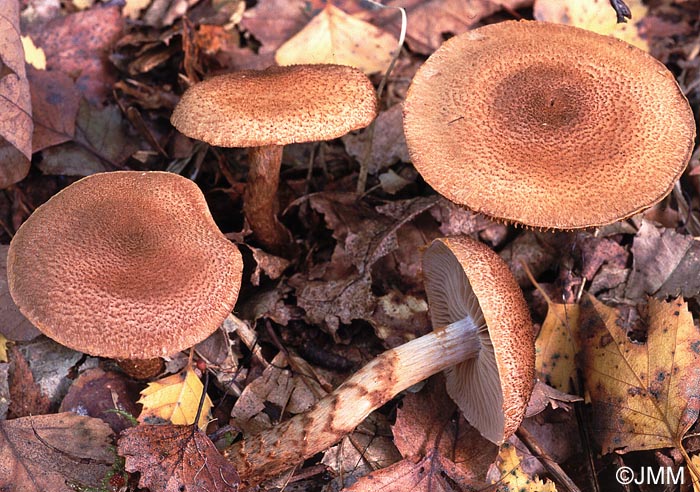 Cortinarius pholideus