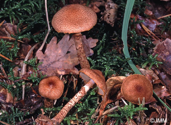 Cortinarius pholideus