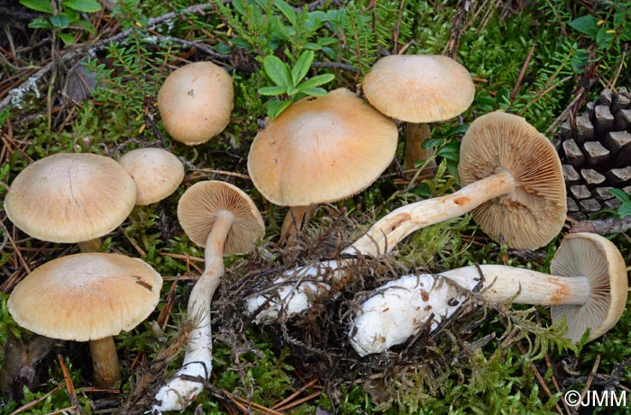 Cortinarius pinophilus