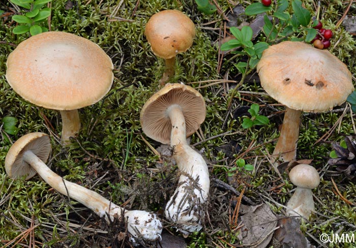 Cortinarius pinophilus