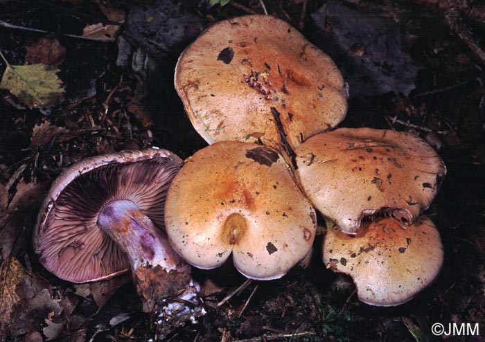 Cortinarius porphyropus