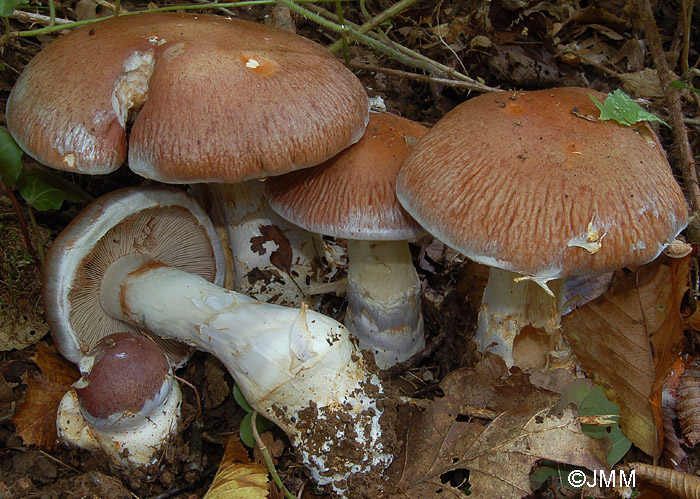 Cortinarius praestans