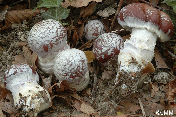 Cortinarius praestans