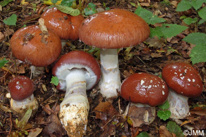 Cortinarius praestans