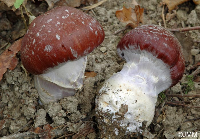 Cortinarius praestans