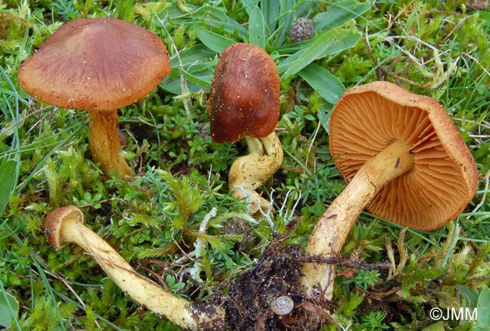 Cortinarius pratensis