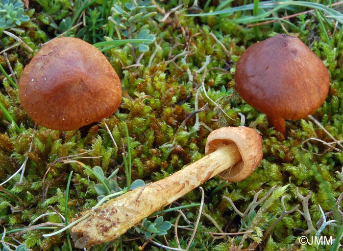 Cortinarius pratensis