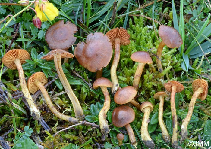 Cortinarius pratensis