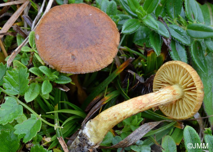 Cortinarius pratensis