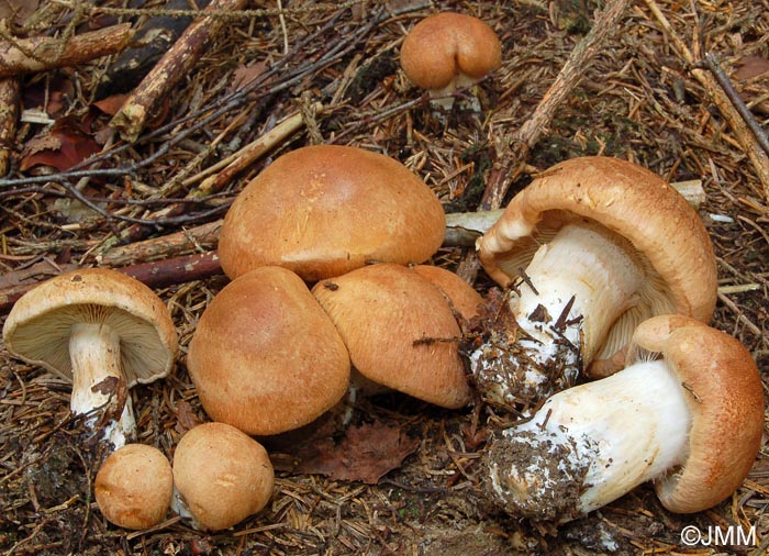 Cortinarius pseudocrassus