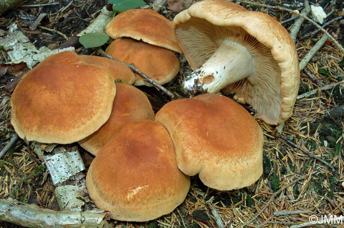 Cortinarius pseudocrassus