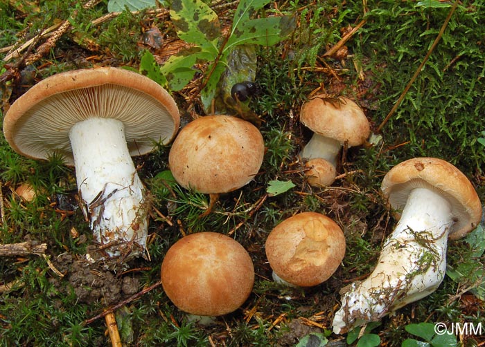 Cortinarius pseudocrassus