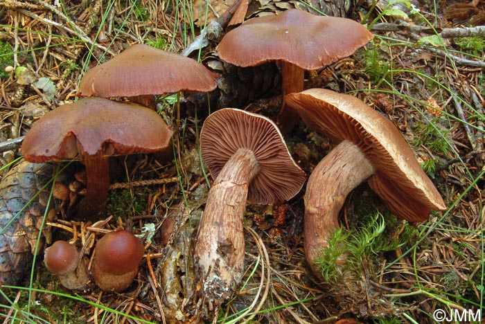 Cortinarius pseudorubricosus