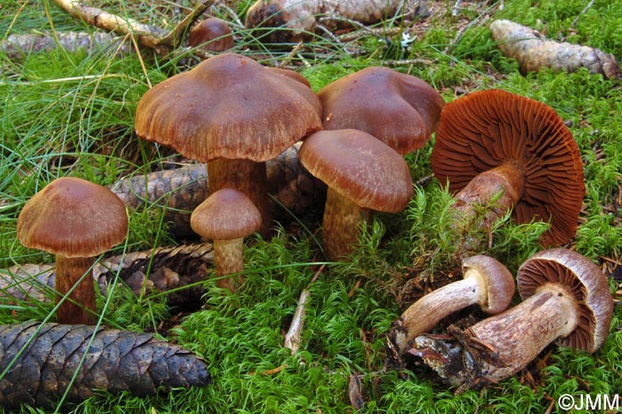 Cortinarius pseudorubricosus