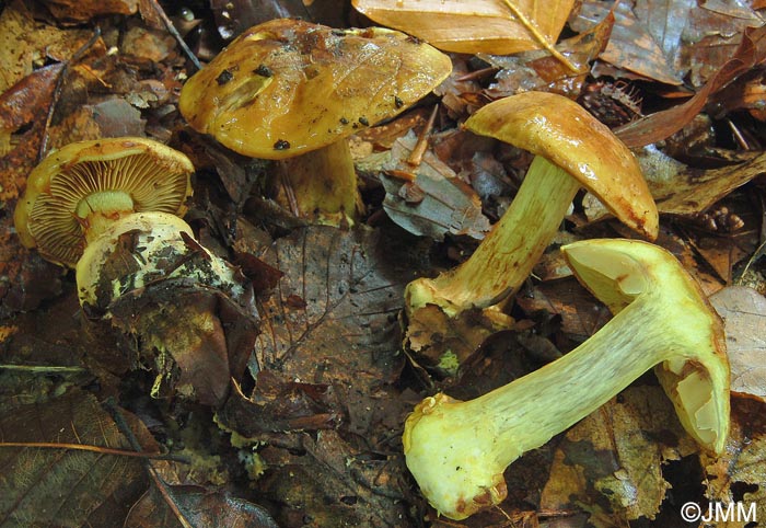 Cortinarius pseudosulphureus